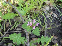lamium amplexicaule